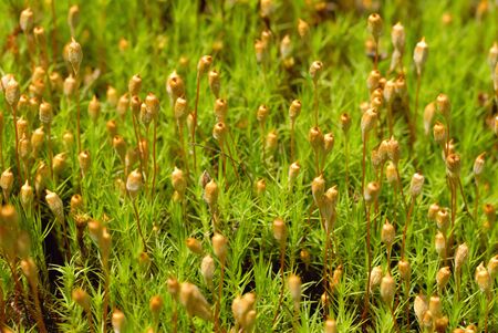 Umasugigokeの写真素材