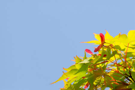 Fruit of mapleの写真素材