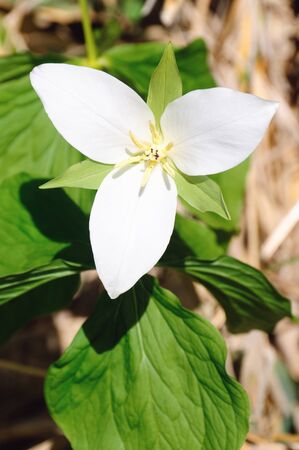 Ohba Na Trilliumの写真素材