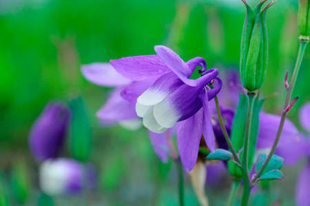 Aquilegia Flabellataの写真素材