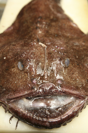 Monk fish