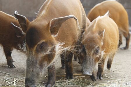 Red kawainosisiの写真素材