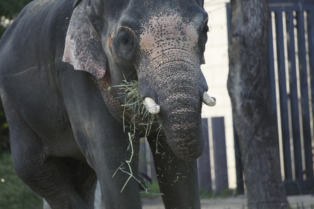 The Indian elephantの写真素材
