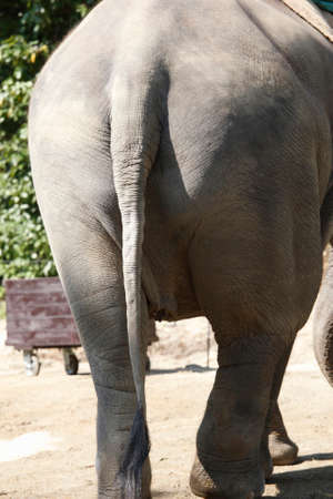 The Indian elephantの写真素材