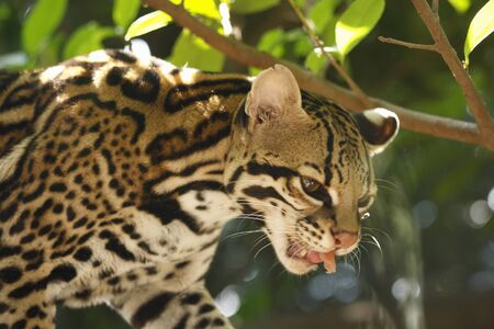 Ocelotの写真素材