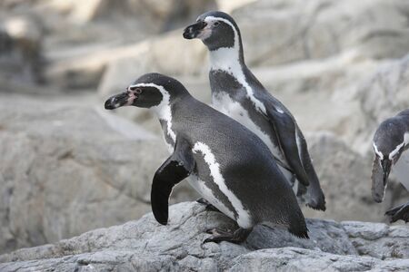 Humboldt Penguinの写真素材