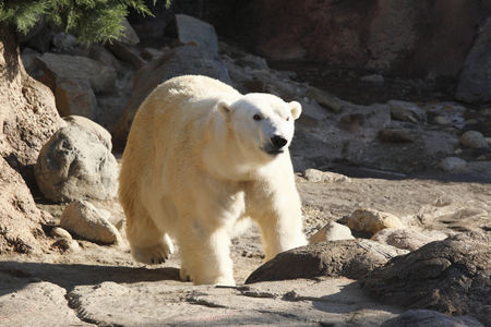 Polar bearsの写真素材