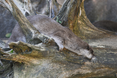 Eurasian Otterの写真素材