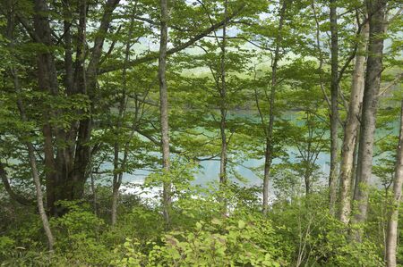 Forestの写真素材