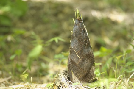 Bamboo shootの写真素材