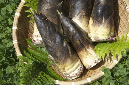 Bamboo shootの写真素材