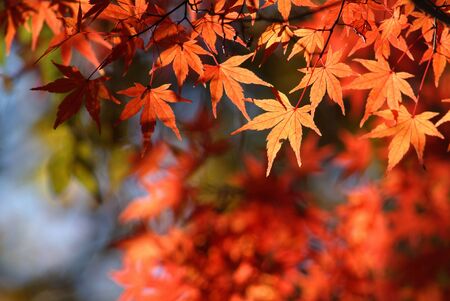 Autumn leavesの写真素材