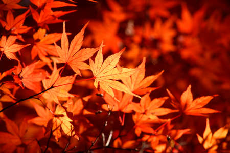 Autumn leavesの写真素材