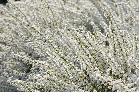 Spiraea thunbergiiの写真素材