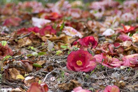 Camelliaの写真素材