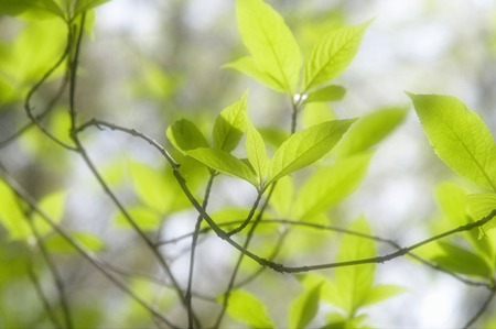 Wakabaの写真素材