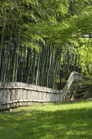 Bamboo forestの写真素材