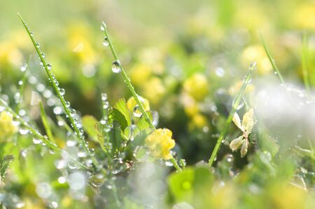 The morning dew