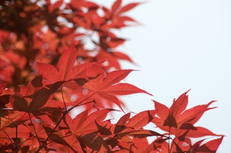 Mapleの写真素材