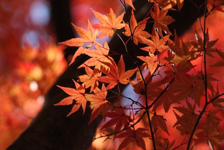 Autumn leaves