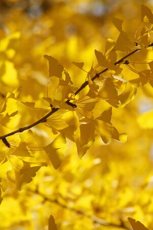 Ginkgo biloba