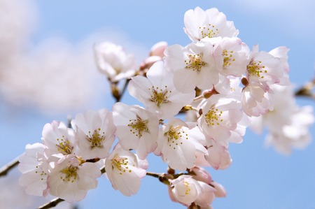 Cherryの写真素材