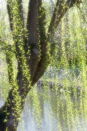 Willowの写真素材