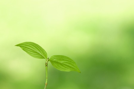 Futabaの写真素材