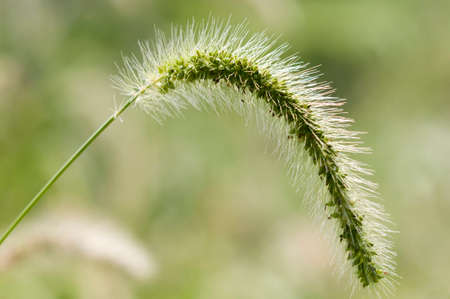 Setaria viridis