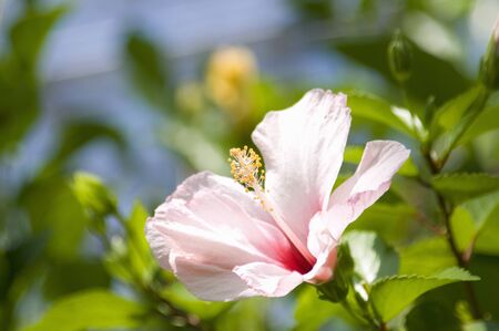 Hibiscusの写真素材