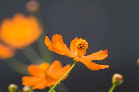Cosmos sulphureusの写真素材