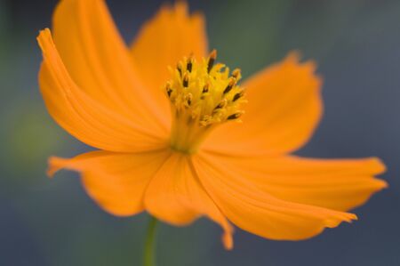 Cosmos sulphureusの写真素材