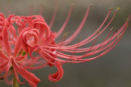 Amaryllisの写真素材