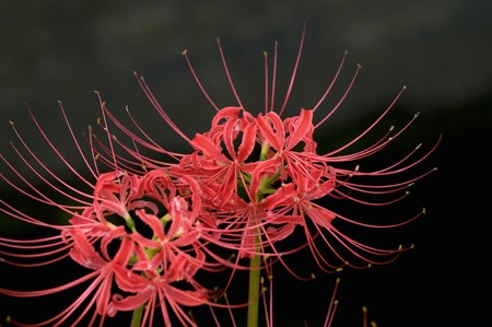 Amaryllisの写真素材