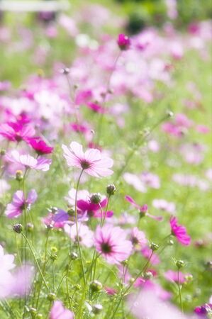 Cosmos fieldの写真素材