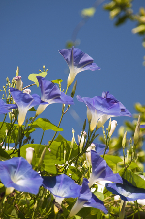 Morning gloryの写真素材