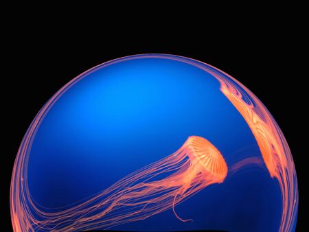 Jellyfish