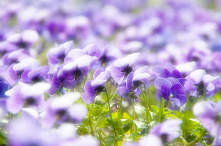 Violaの写真素材