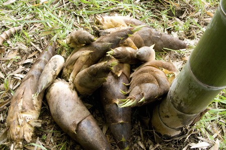 Bamboo shootsの写真素材