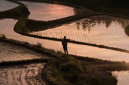 Rice terracesの写真素材