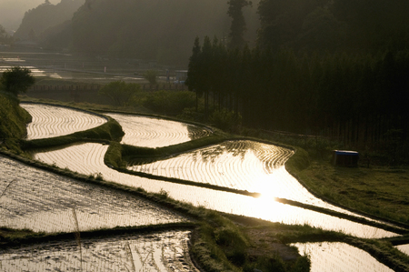 Rice terracesの写真素材