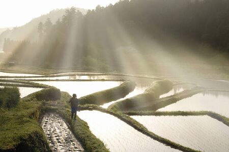 Rice terracesの写真素材