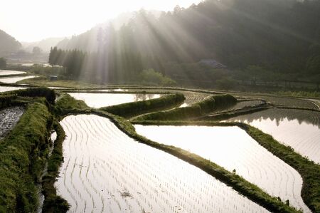 Rice terracesの写真素材
