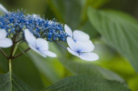 Hydrangeas