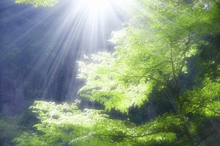 Sunbeams