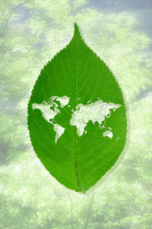 World map in the leafの写真素材