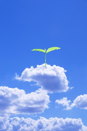 Sky and Futabaの写真素材