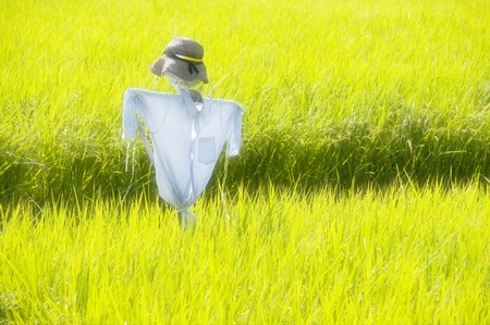Scarecrowの写真素材