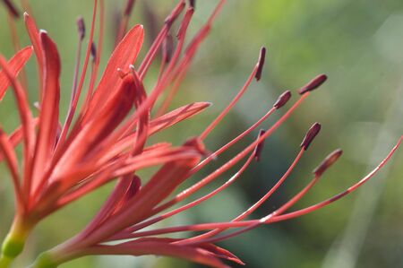 Amaryllisの写真素材