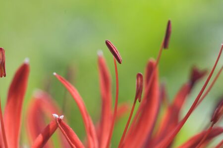 Amaryllisの写真素材